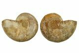 Jurassic Cut & Polished Ammonite Fossil - Madagascar #288315-1